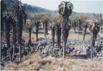 Click for Larger Image -  Zimbabwe Ruins